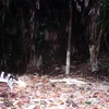 Loài cầy vằn Chrotogale owstoni. (Nguồn: phongdiennr.org.vn)
