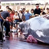 Ngư dân Nhật Bản xẻ thịt cá voi tại cảng Wada, tỉnh Chiba, phía Đông thủ đô Tokyo ngày 3/7/2000. (Nguồn: AFP/TTXVN)