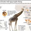 [Infographics] Hươu cao cổ trước mối nguy tuyệt chủng