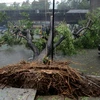 Cây bị quật đổ sau khi cơn bão Vardah quét qua Chennai ngày 12/12. (Nguồn: AFP/TTXVN)