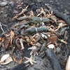 Số hải sản chết dạt vào bờ. (Nguồn: thestar.com)