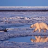 Gấu Bắc Cực. (Nguồn: AP)