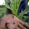 Loài sâu ăn lá armyworm phá hoại cây ngô ở Bubi, phía bắc Matabeleland, Zimbabwe ngày 26/1. (Nguồn: EPA/TTXVN)