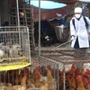 Lực lượng Thú y thành phố Móng Cái phun thuốc khử trùng tại các khu vực buôn bán, giết mổ, để ngăn chặn dịch cúm gia cầm. (Ảnh: Bá Khang/TTXVN)