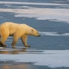 Tình trạng nóng lên toàn cầu đang làm băng tan chảy và đe dọa môi trường sống của những đàn gấu Bắc Cực. (Nguồn: AFP/TTXVN) 