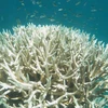 Giới khoa học: Rạn san hô Great Barrier bị tẩy trắng sẽ khó phục hồi