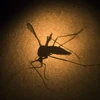 Muỗi Aedes aegypt là thủ phạm gây ra bệnh sốt xuất huyết. (Nguồn: AP/TTXVN)