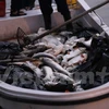 Vớt cá chết ở hồ Hoàng Cầu. (Ảnh: Lê Minh Sơn/Vietnam+)