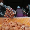 Tiêu hủy trứng gà tại Namyangju, phía Đông Seoul. (Nguồn: Yonhap News)