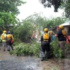 Dọn dẹp cây đổ sau bão Irma. (Nguồn: AFP/TTXVN)