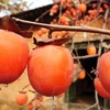 [Photo] Mê mẩn với những trái hồng chín mọng mỗi độ Thu về
