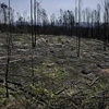 Cây cối bị thiêu rụi sau đám cháy rừng ở Castanheira de Pera, Bồ Đào Nha ngày 9/8. (Nguồn: AFP/TTXVN)