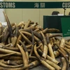 Trưng bày số ngà voi vừa thu giữ tại Kwai Chung, Hong Kong, Trung Quốc ngày 6/7. (Nguồn: EPA/TTXVN)