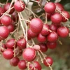 Trái cây là một trong những mặt hàng bị cấm nhập khẩu vào Algeria. (Ảnh: Hoài Thu/TTXVN)