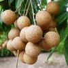 Hoa quả Việt Nam xuất sang Trung Quốc sẽ bị truy xuất nguồn gốc
