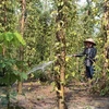 Mozambique đánh giá hiệu quả hợp tác nông nghiệp với Việt Nam