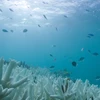 Rạn san hô khổng lồ bị tẩy trắng do nước biển ấm lên ở Vlassoff Cay (Australia). (Nguồn: EPA/TTXVN)