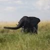 Voi con chơi đùa tại khu vực sông Chobe, Công viên quốc gia Chobe, Botswana. (Nguồn: AFP/TTXVN)