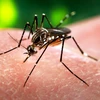 Virus Zika do muỗi Aedes lây truyền. (Nguồn: The Tico Times) 