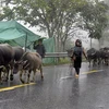 Người dân đưa gia súc đi tránh rét. (Ảnh: Quốc Khánh/TTXVN) 