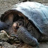 [Video] Phát hiện rùa cái thuộc loài rùa khổng lồ đã tuyệt chủng