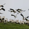 Những hình ảnh về chuyến di cư mùa Xuân của loài hạc trắng