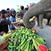 Người dân Thái Lan tự tay cho voi ăn trong Ngày voi quốc gia