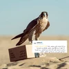 Hãng bán lẻ thời trang Namshi có trụ sở tại Dubai thông báo sẽ sớm cung cấp dịch vụ chuyển phát nhanh bằng chim ưng. (Nguồn: stepfeed.com) 