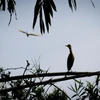 Ngắm những loài chim quý tại khu bảo tồn sinh thái Đồng Tháp Mười
