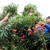 Bắc Giang vào vụ thu hoạch vải, nông dân thu lãi gấp đôi năm trước