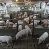 Lợn nuôi tại một trang trại ở Quebec, Canada ngày 26/6/2019. (Nguồn: AFP/TTXVN) 