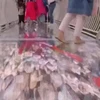 [Video] Du khách khắp nơi tò mò về cầu kính 5D ở Trung Quốc