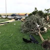 Nhiều cây cối bị quật đổ sau trận bão tại Focene, Italy, ngày 28/7. (Nguồn: AFP/TTXVN)