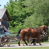 Một người dân làng Upper Canada trên chiếc xe ngựa. (Nguồn: Facebook Upper Canada Village)