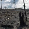 Cây cối bị thiêu rụi sau đám cháy xảy ra tại rừng mưa Amazon ở bang Para, Brazil ngày 25/8/2019. (Nguồn: AFP/TTXVN) 