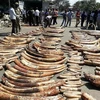 Nhân viên Cơ quan Động vật hoang dã Kenya trưng bày số ngà voi thu giữ trong các chiến dịch chống buôn lậu ở cảng Mombasa, Kenya. (Nguồn: AFP/TTXVN) 