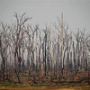Cây cối bị thiêu rụi sau vụ cháy tại rừng mưa Amazon ở bang Rondonia, Brazil ngày 24/8/2019. (Nguồn: AFP/TTXVN) 