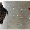 [Video] Phát hiện hàng trăm mảnh nhựa trong dạ dày của rùa con