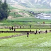 Nông dân trồng lúa trên cánh đồng ở thị trấn Kaesong, Triều Tiên. (Nguồn: AFP/TTXVN) 