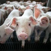 Trung Quốc đang thử nghiệm phương pháp kỹ thuật số trong chăn nuôi. (Nguồn: newsobserver.com) 