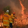 Lực lượng cứu hỏa Australia nỗ lực dập lửa cháy rừng tại Taree, cách Sydney 350km về phía Bắc, ngày 9/11/2019. (Nguồn: AFP/TTXVN) 