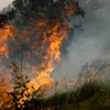 Lính cứu hỏa nỗ lực dập lửa cháy rừng gần Taree, bang New South Wales, Australia ngày 11/11/2019. (Nguồn: THX/TTXVN) 