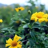 [Video] Hàng nghìn bông hoa dã quỳ nở rộ trên núi Ba Vì