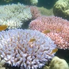 San hô tại rạn san hô Great Barrier, Australia. (Nguồn: AFP/TTXVN) 