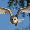 Nghiên cứu xem xét tác động của tiếng ồn đến hành vi của một loạt các động vật và chim. (Nguồn: belfasttelegraph.co.uk)