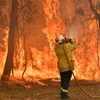 Lực lượng cứu hỏa nỗ lực dập lửa cháy rừng tại Central Coast, cách thành phố Sydney của Australia 90-110km về phía bắc, ngày 10/12/2019. (Nguồn: AFP/TTXVN) 