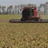 Thu hoạch đậu tương trên cánh đồng ở Perez Millan, Argentina. (Nguồn: AFP/TTXVN) 