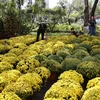 Hình ảnh chợ hoa xứ Huế rực rỡ sắc màu những ngày giáp Tết