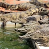 Cận cảnh trang trại cá sấu lớn nhất miền Bắc ở Hải Phòng