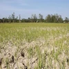 Lúa vụ 3 của nông dân huyện Long Phú (Sóc Trăng) đứng trước nguy cơ mất trắng do thiếu nước tưới. (Nguồn: TTXVN) 
